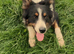 Collie puppies