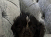 Bichon Shih Tzu Puppies Available