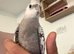 Tame Baby Grey Cockatiel