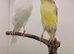 Persian & Lancashire canary's available