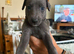 Whippet for sale