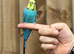 Budgies