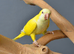 Baby Yellow Quaker,30