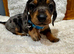 Miniature silver dapple dachshunds