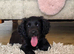 Working cocker spaniel female puppy