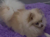 Stunning TINY White Cream Neutered Pomsky Blue Eyes