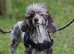 Stunning chocolate Merle poodle boy