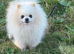 Pompoo puppies