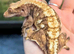 Female extreme lavender adults