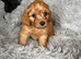 Lovely Red cockapoo looking for his new home