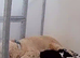 4 gorgeous cockapoo pups available in 10days