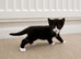 Adorable black and white female kitten – available to reserve
