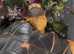 Radiated tortoise forsale male