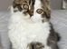Scottish Fold TICA registered