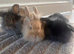 3 female mini lops ready to go today