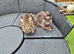 Male maine coon and kittens