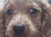 Adorable 8 puppies