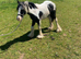 Selling my lovely horse called billy