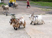 2 female pedigree pigmy goats
