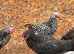 FRENCH COPPER BLACK MARAN COCKEREL