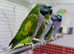 Derbyan parrot