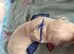 Golden retriever pups 4 females and 4 males