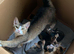 Abyssinian cross curly boy