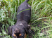Smoothed hair dachshund miniature