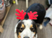 Australian Shepherd Black Tri Female