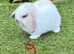 Pure bred mini lop baby rabbit.
