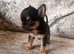 XXS chihuahua kc reg half Thai male