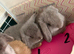 2 Lilac Pure Mini Lop Does - Ready 11th July!