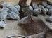 Snow flake mexican quails for sale