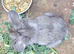 Male lionhead cross rabbits