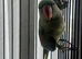 SEMI TAME AND TALKING BABY ALEXANDRINE PARROTS