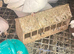 Indian Garden Pigeon