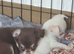 Chihuahua puppies Alford lincs