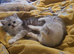 Persian kittens
