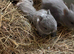 NEW Netherland Dwarf purebred baby Rabbits