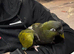 Patagonian Conure