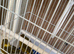 Breeding pair of canaries