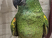 Hand Reared Baby Amazon Parrots