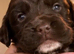 6 Sprocker spaniel pups