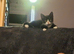 Pretty kittens