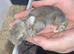Lionhead X Chinchilla bunnies