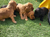 Cocker spaniel puppies