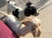 Cocker spaniel