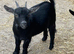 Pygmy Goat Nannies