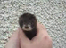 BLACK MICRO FERRET- THE FIRST