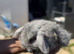 Grey boy bunny ready for a new home!!